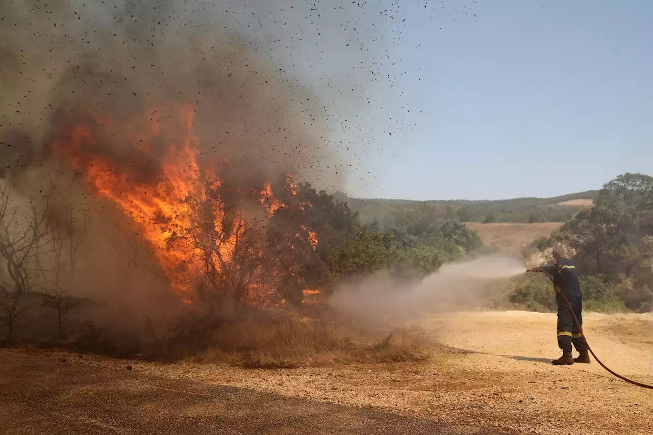 Waldbrände: Lage in Griechenland und auf Teneriffa angespannt