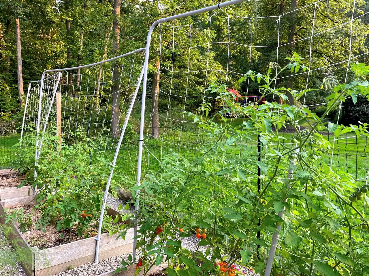 The ultimate garden goal: an easy, affordable, attractive tomato support system that works