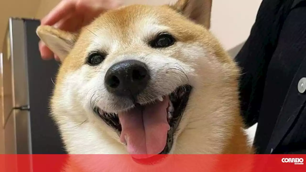 Morreu 'Ball Ball', o cão que se tornou um meme nas redes sociais