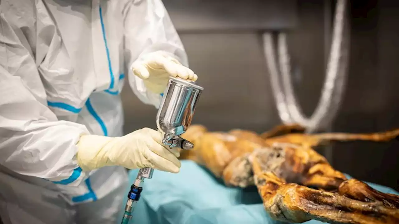 Video: DNA technology reveals more information about oldest human mummy 'Ötzi the Iceman' found intact