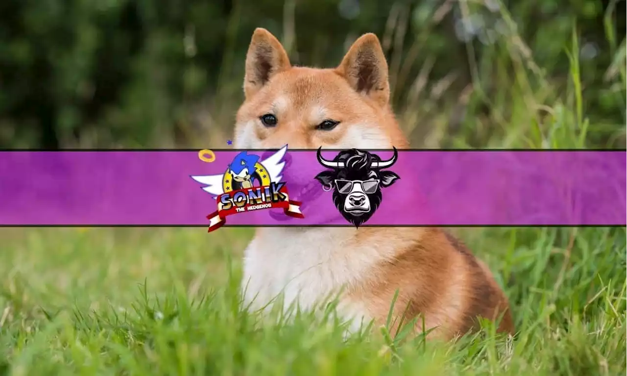 Will the Shiba Inu Price Recover After Tanking Over 20%? Wall Street Memes Emerges as Alternative with $26 Million Raised