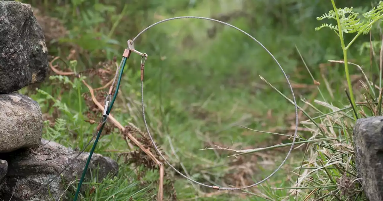 Scottish Government to consult over banning 'barbaric' snares which trap animals