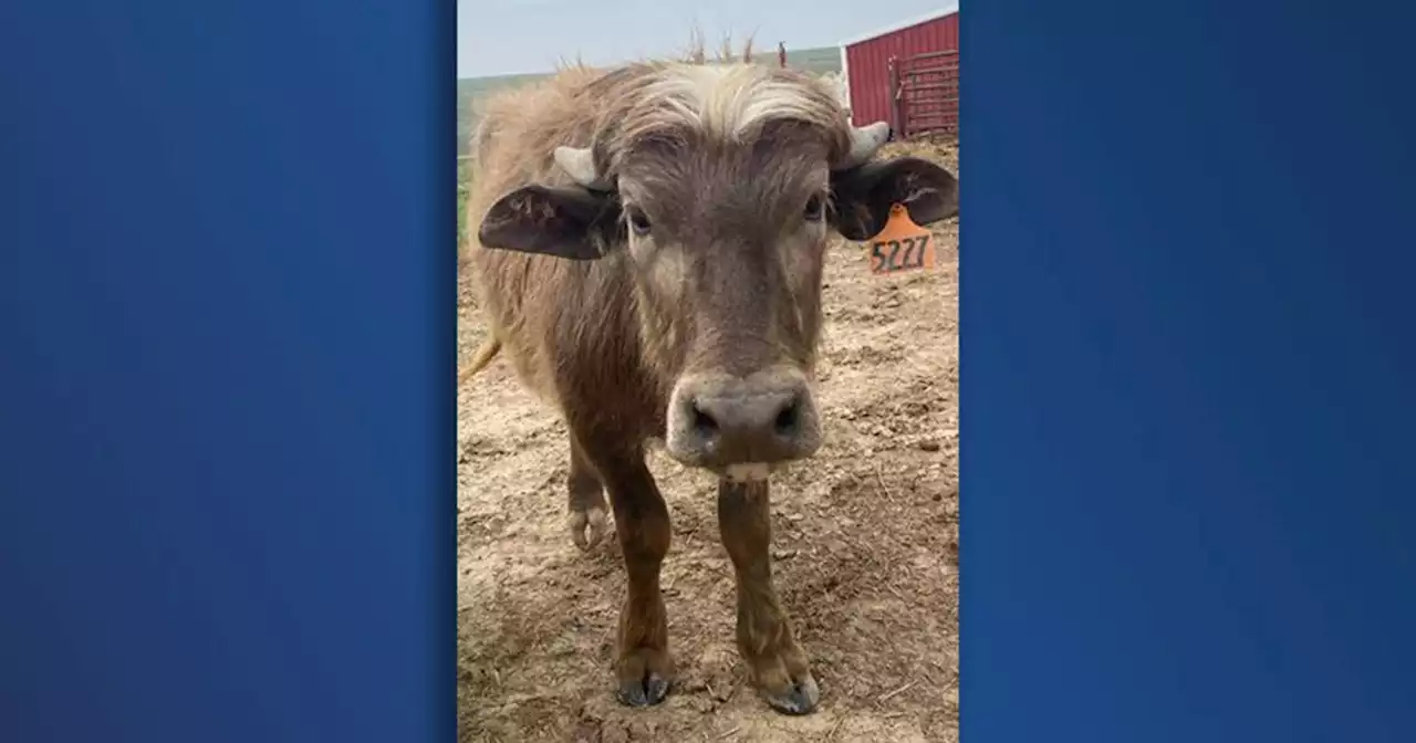 Family searching for missing water buffalo in Agate