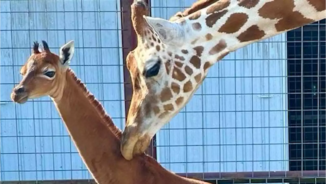 USA: Seltene Giraffe ohne Flecken in Zoo im US-Bundesstaat Tennessee geboren