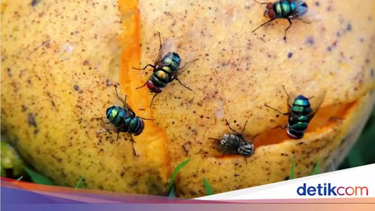 9 Cara Usir Lalat di Rumah!