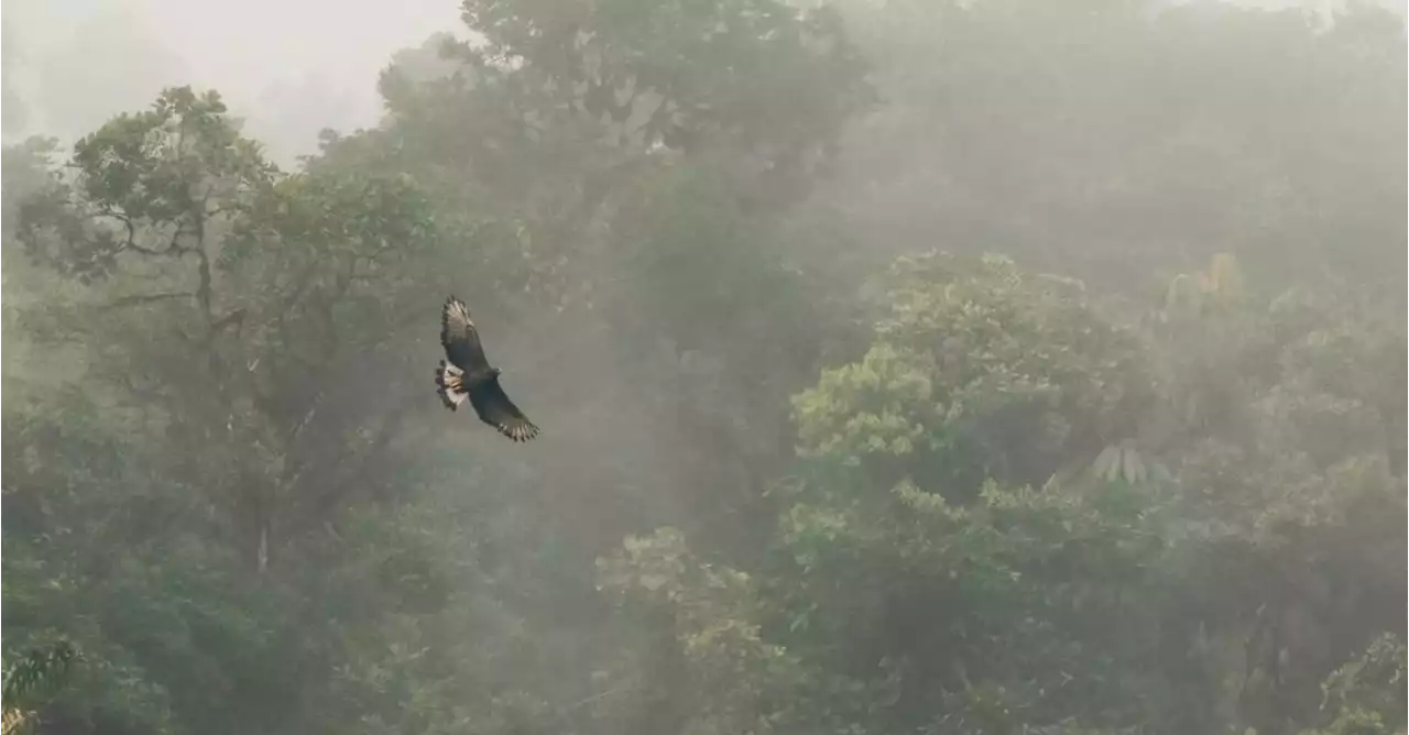 Águila real de montaña: otra guardiana del cielo que se encuentra en peligro de extinción