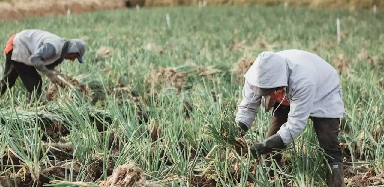 Gobierno anuncia baja de tasas en línea de crédito para productores agro