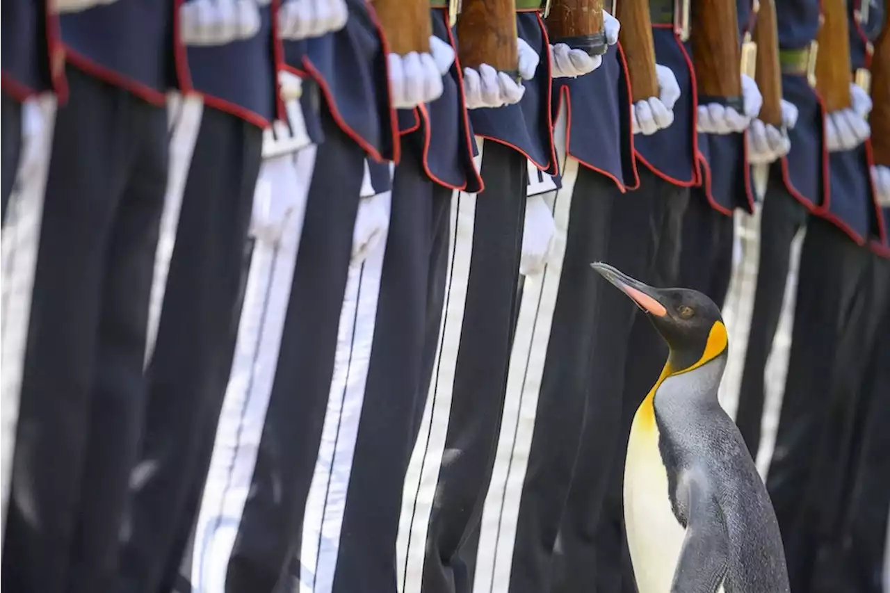 Tierische Beförderung: Nach dem Ritterschlag: Zoo-Pinguin wird zum General gekürt