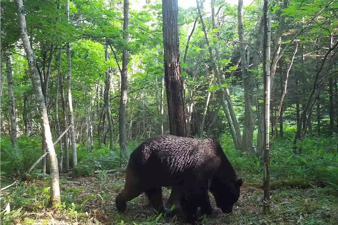 Japanese hunters kill elusive ‘Ninja’ bear