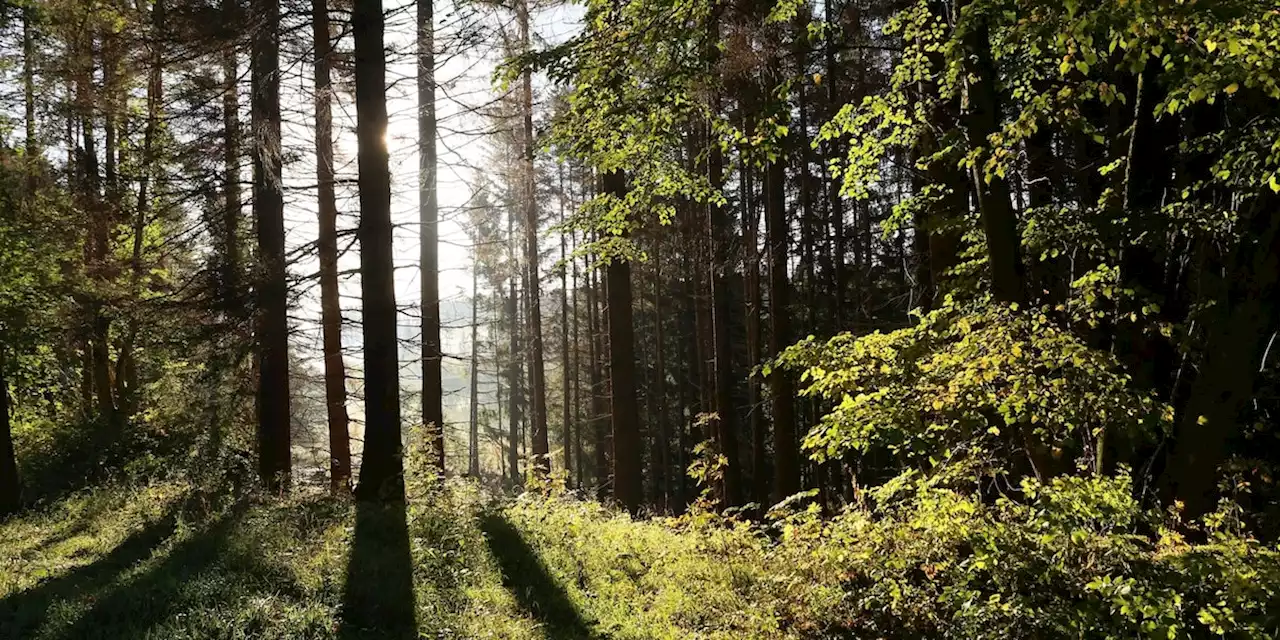 Gruselalarm im Ebersberger Forst: Weiße Frau schleicht durch den Wald