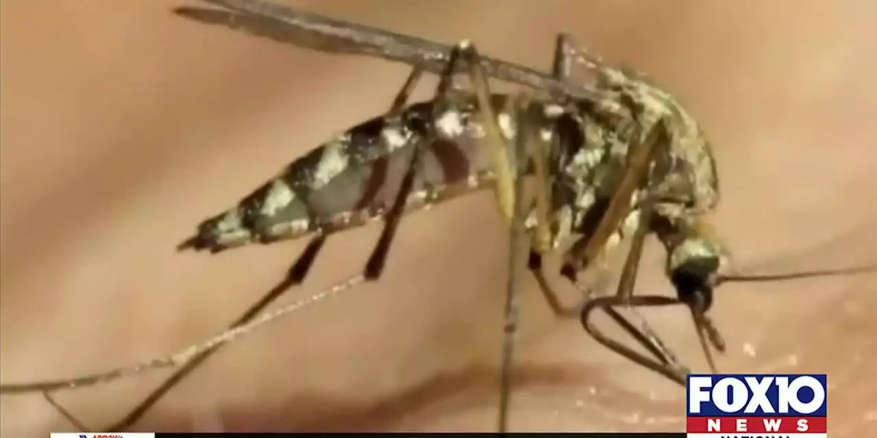 Baldwin residents who contracted rare mosquito-borne virus were victims of ‘bad luck’