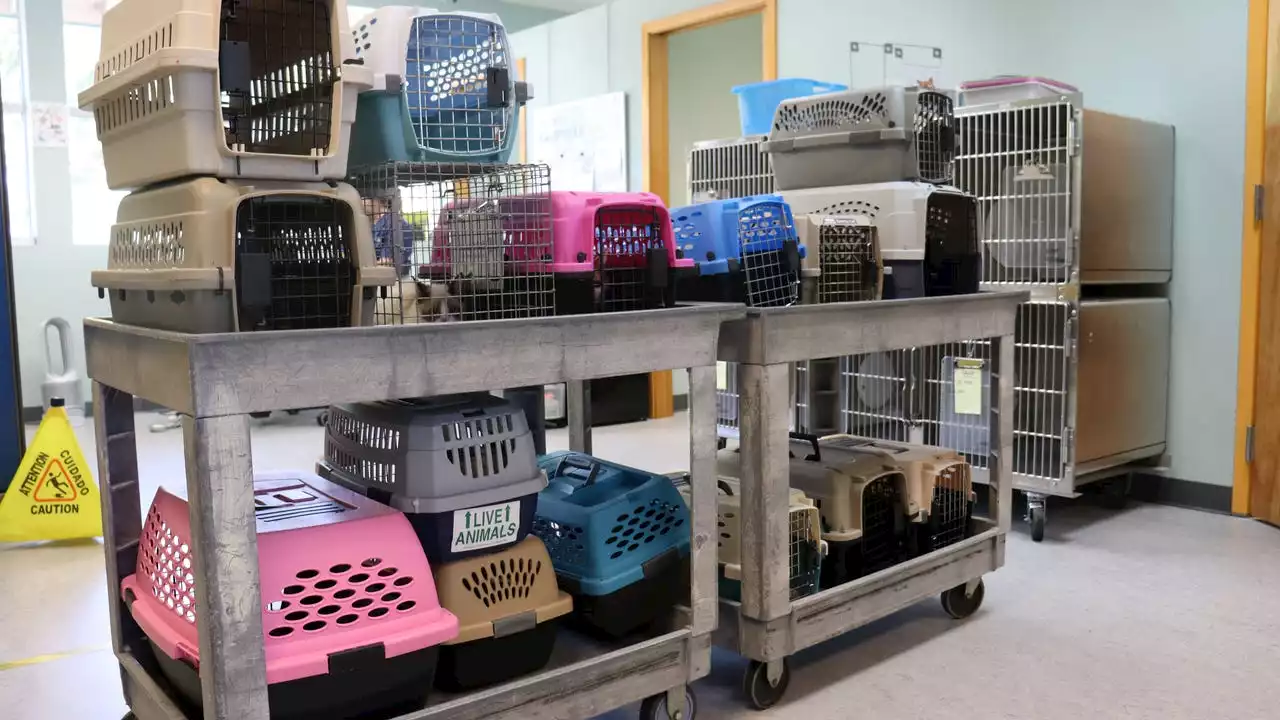 40 animals brought into Tacoma humane society in 1 day, donations urgently needed