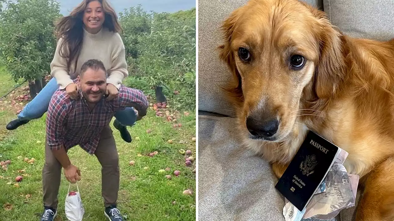 Golden Retriever eats Boston groom's passport days before dream destination wedding in Italy