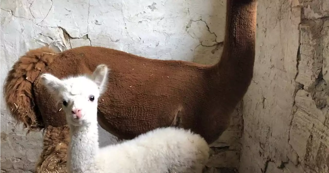 1-month-old alpaca disappears from Kingston farm