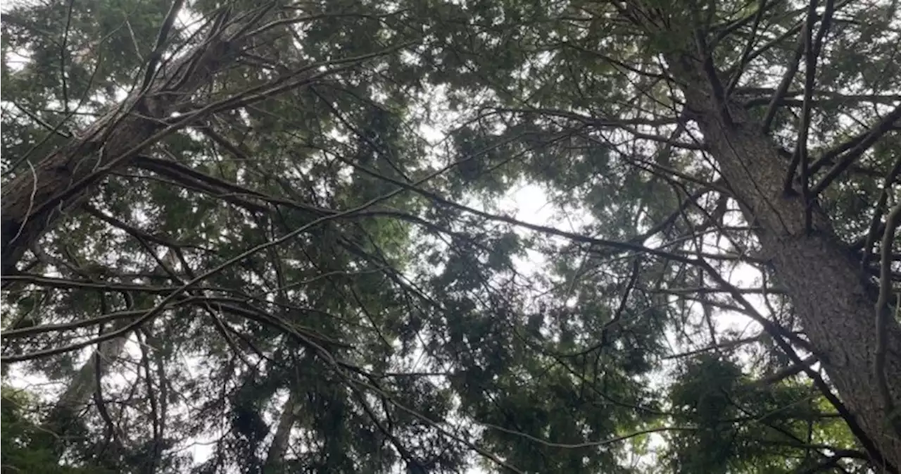 Invasive insect, deadly to hemlock trees, reported in Halifax region