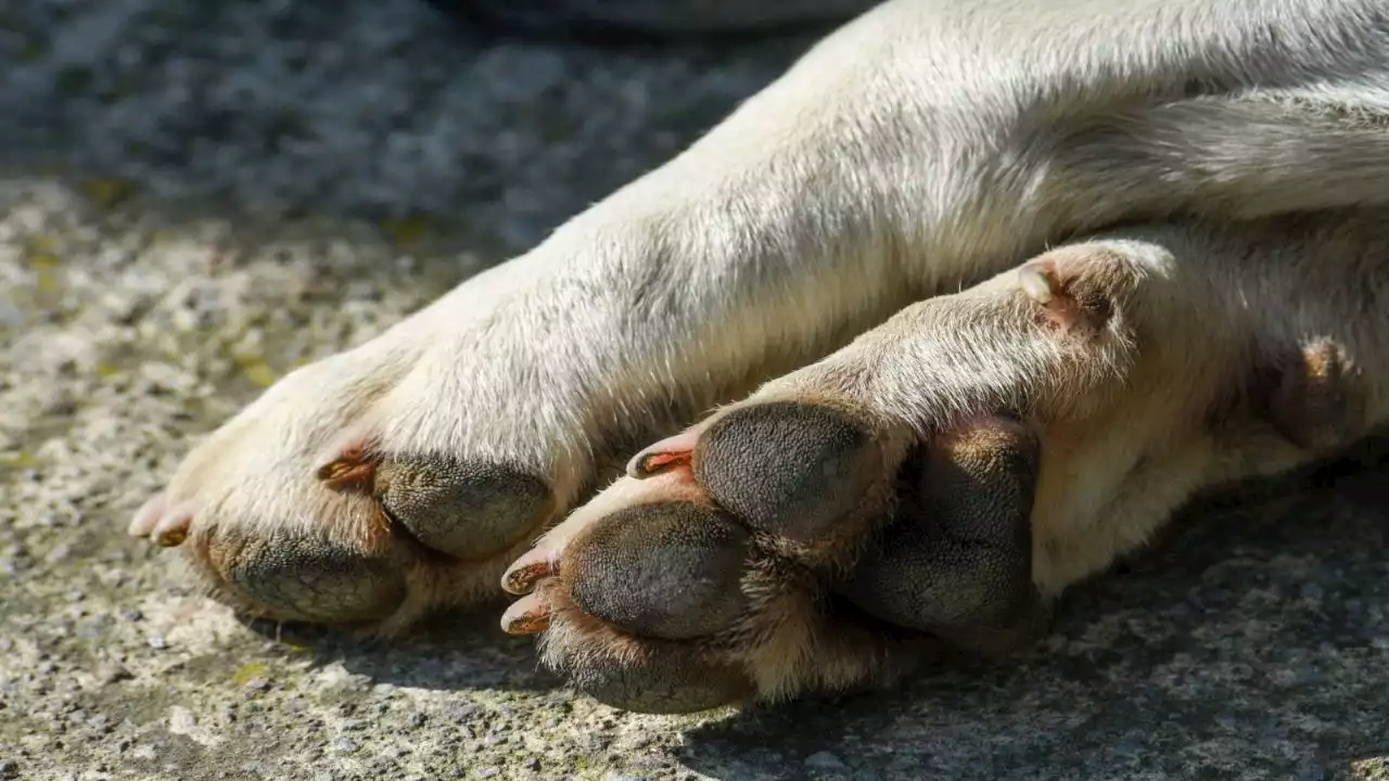 IMÁGENES FUERTES: hombre colgó del cuello a su perrita y se sentó para verla morir