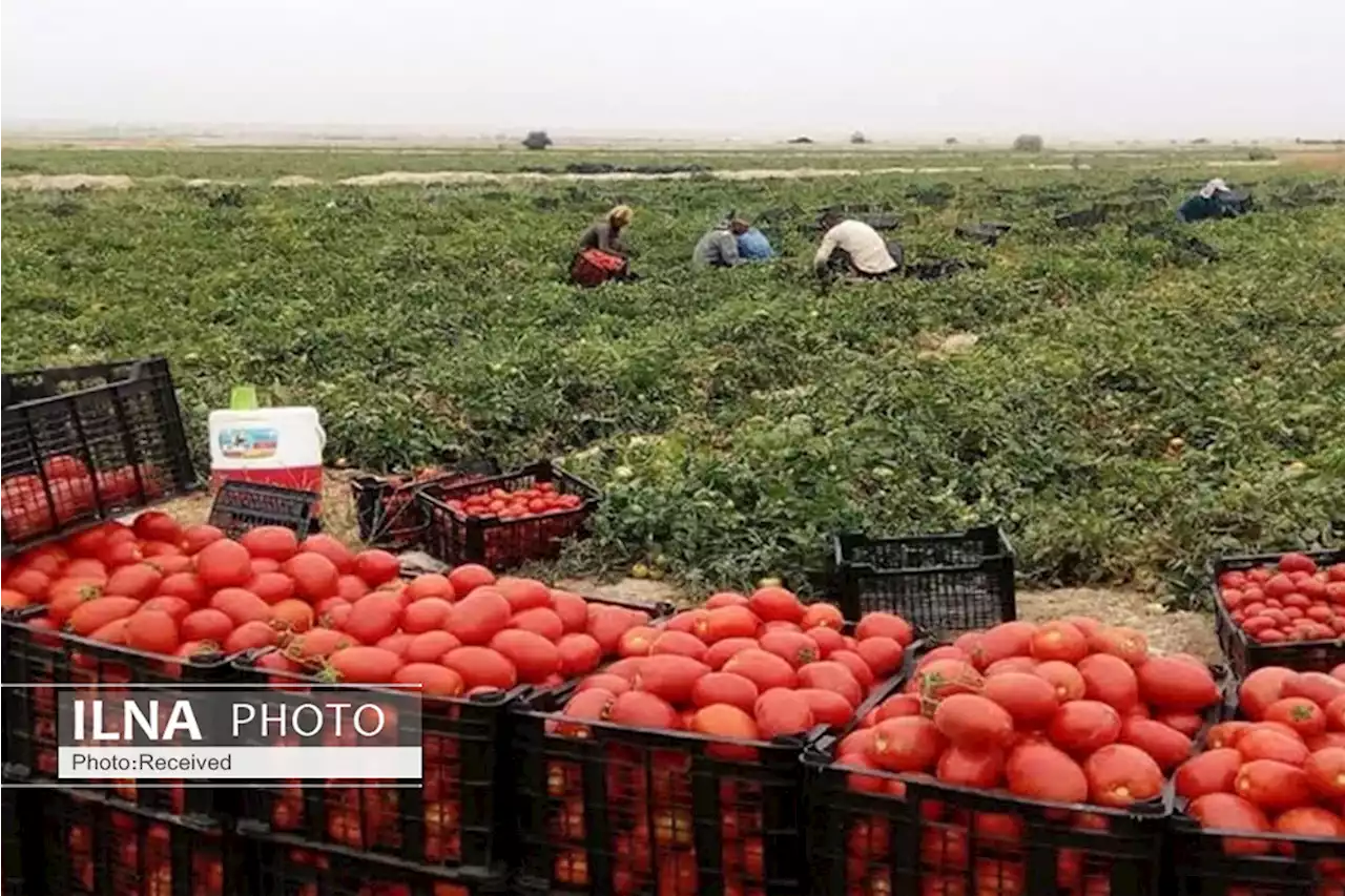 برداشت گوجه فرنگی از مزارع استان قزوین آغاز شد