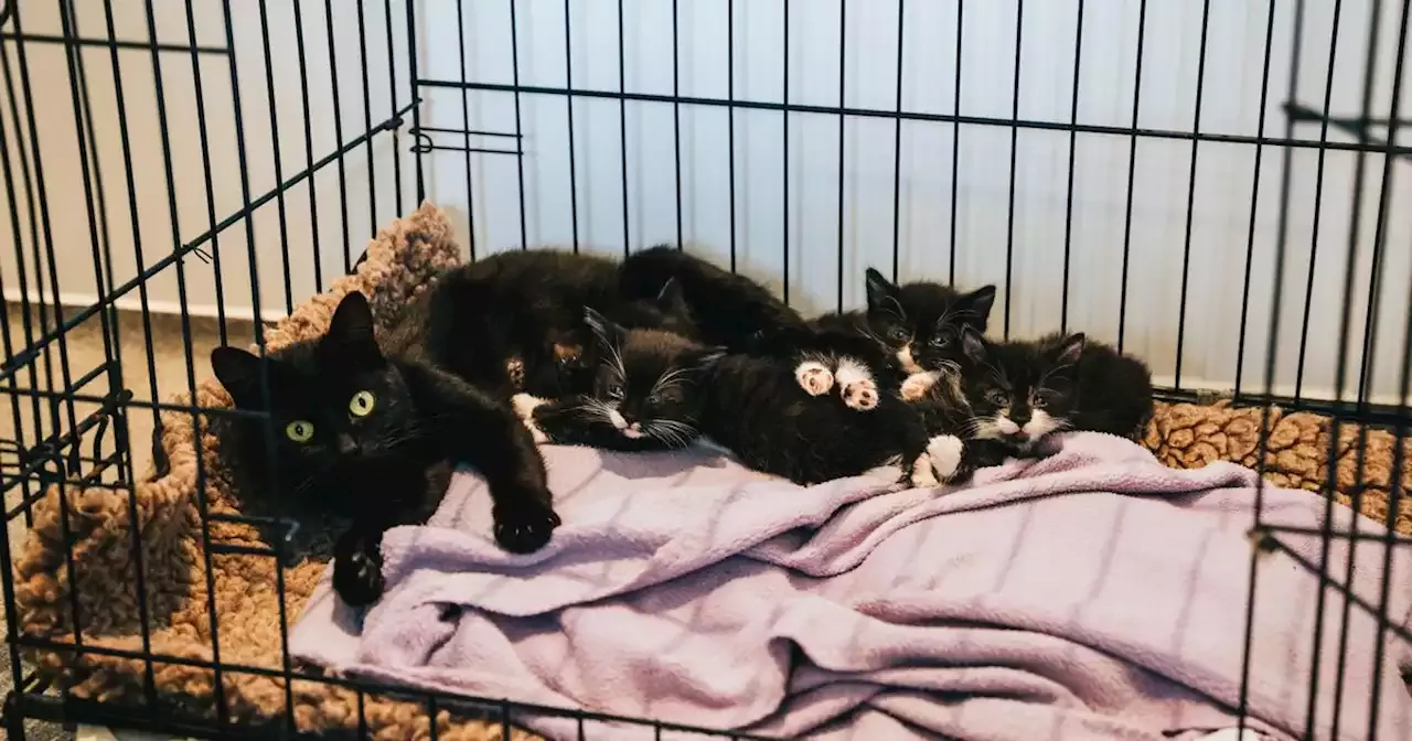 DSPCA appeals for adopters as 1,000 cats will need new homes this autumn