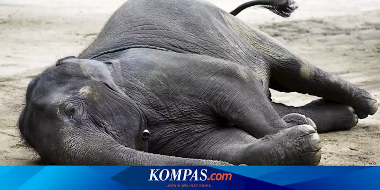 Bijuli Prasad, Gajah Tertua di India, Mati pada Usia 89 Tahun