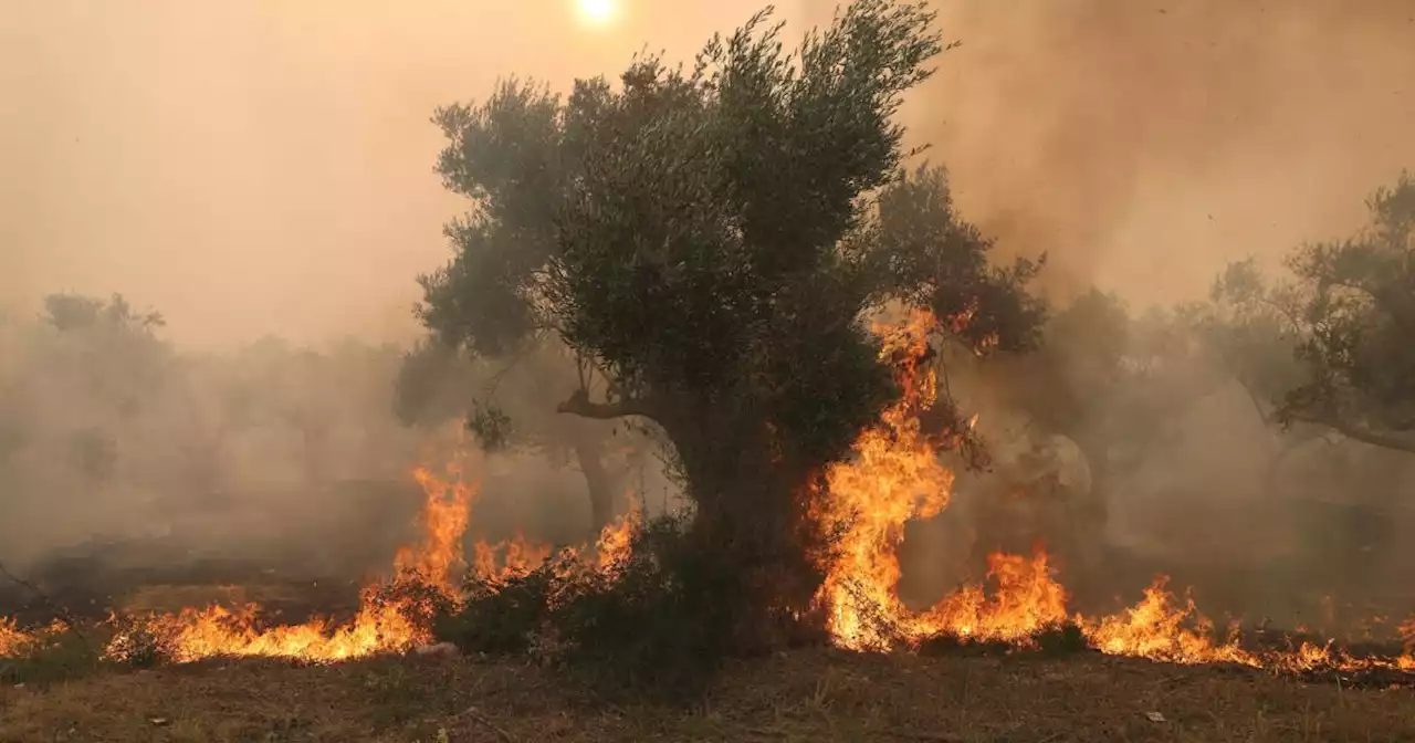 Vermutlich 18 Migranten bei Waldbrand in Griechenland getötet