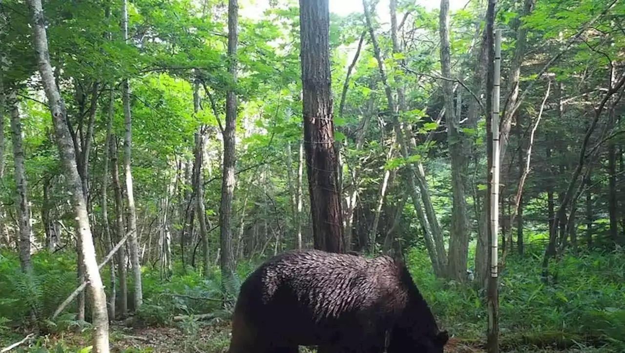 Japon : un ours brun soupçonné d'avoir agressé 66 bovins abattu après quatre ans de traque