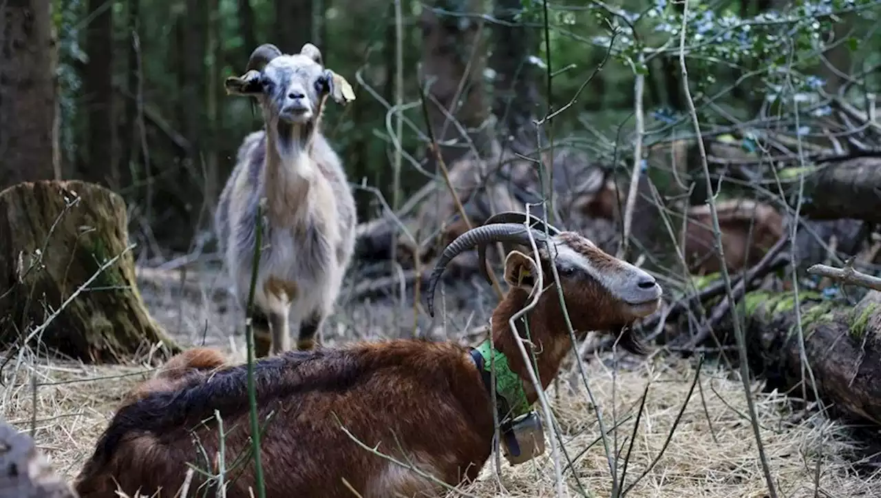 Dans le Tarn, l'association Ulyan organise un vide-greniers pour sauver les animaux du refuge