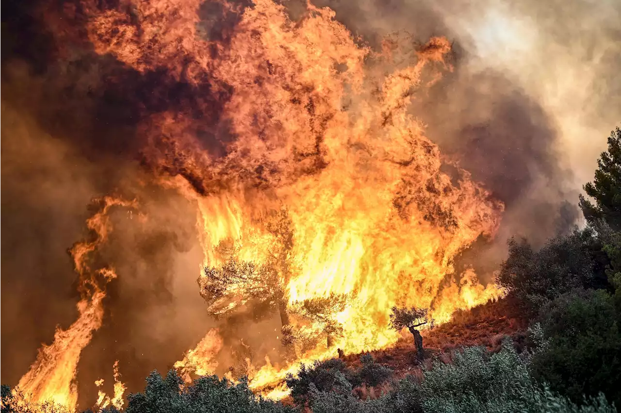 Grecia: encuentran 18 cuerpos carbonizados en una zona arrasada por los incendios forestales