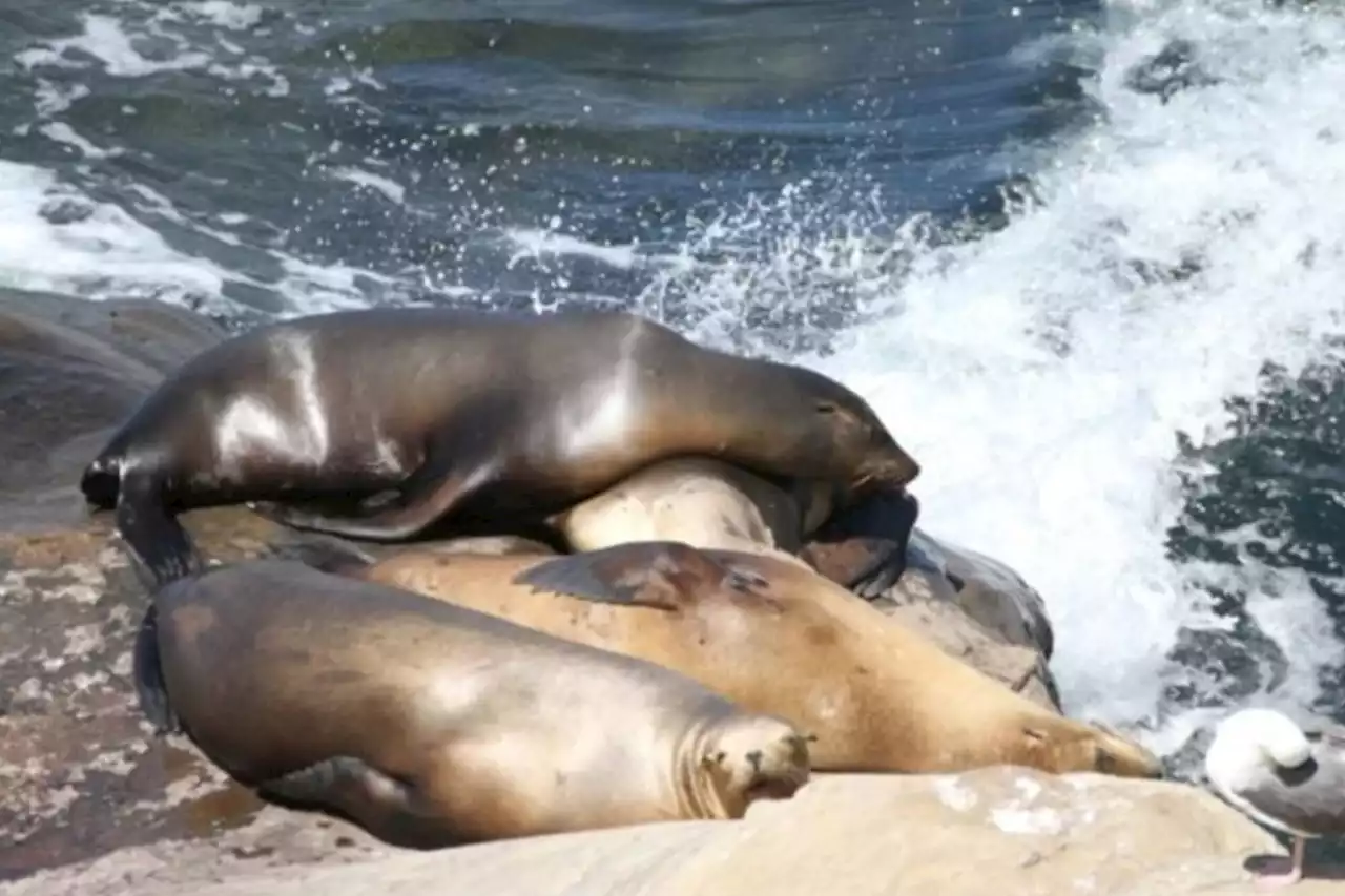 Necochea: investigan si la muerte de una decena de lobos marinos fue por un brote de influenza aviar