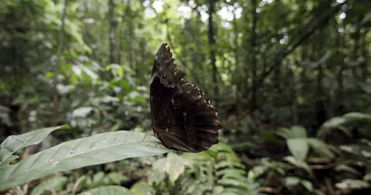 Decisión histórica de Ecuador de dejar petróleo bajo tierra y cerrar campo explotación en Amazonía