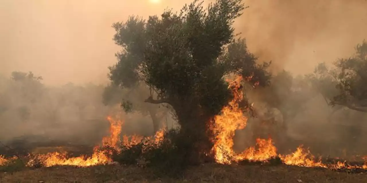 Incendies: Un hôpital évacué en Grèce, les pompiers mobilisés en Espagne et Italie