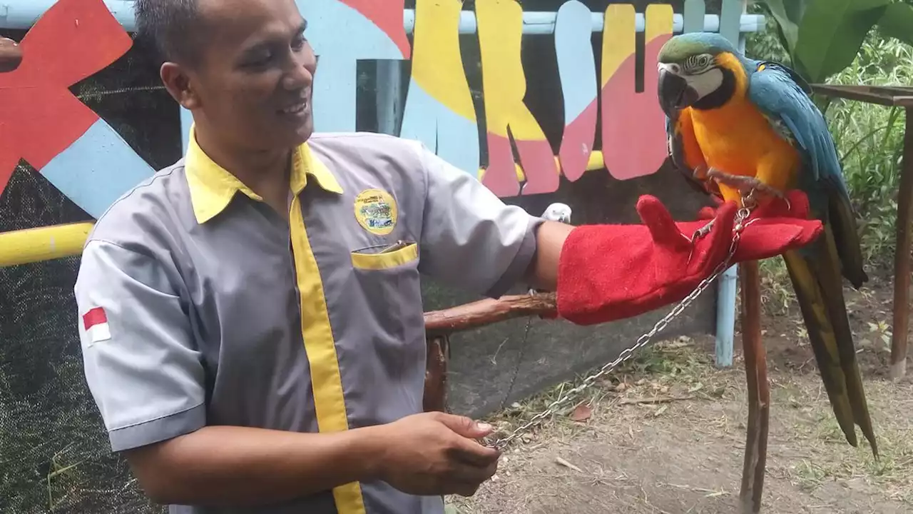 Jogja Exotarium, Mini Zoo dengan Kura-Kura Sulcata dan Iguana Albino Berharga Fantastis