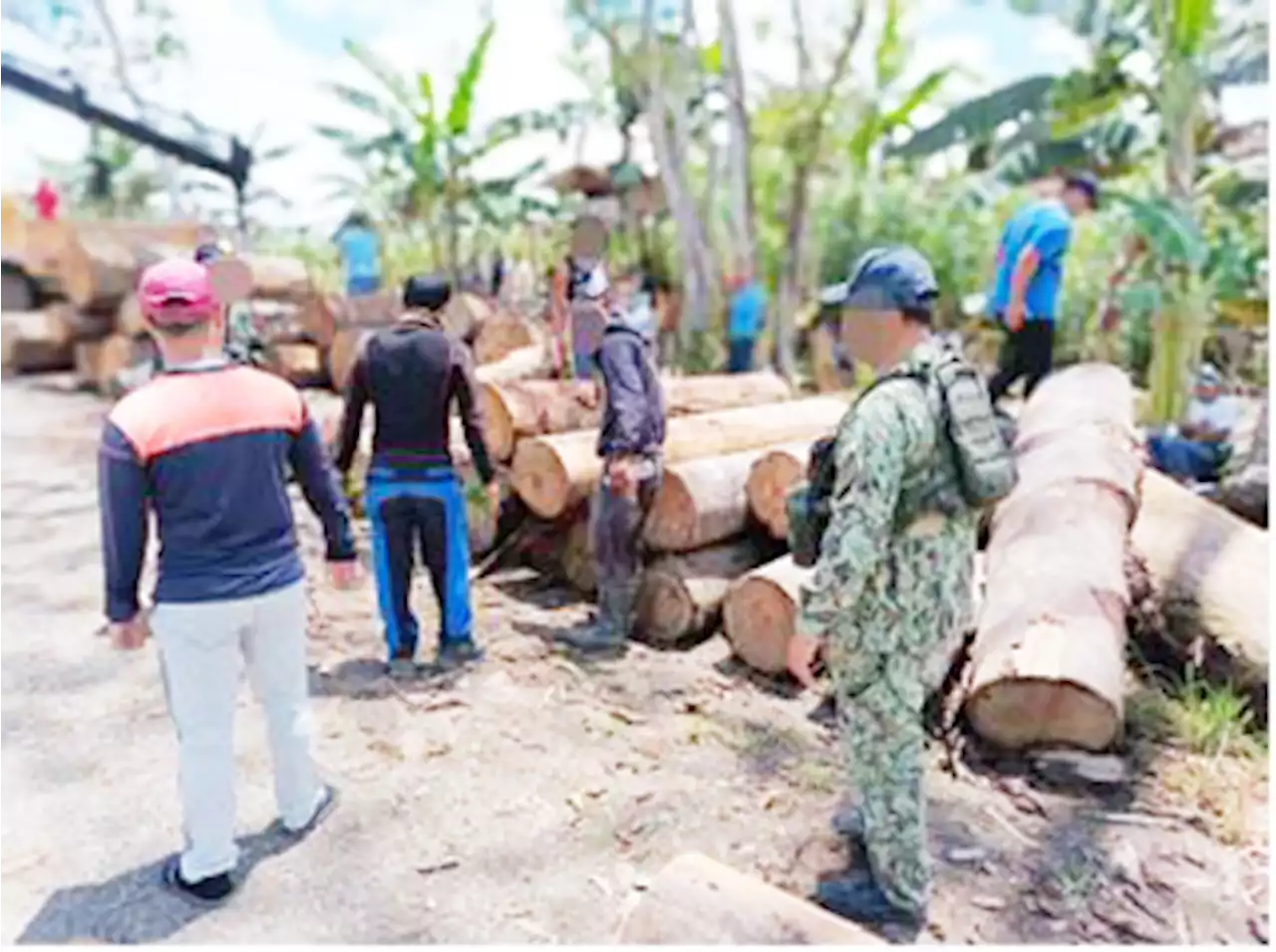 P455,000 hot logs seized in Caraga