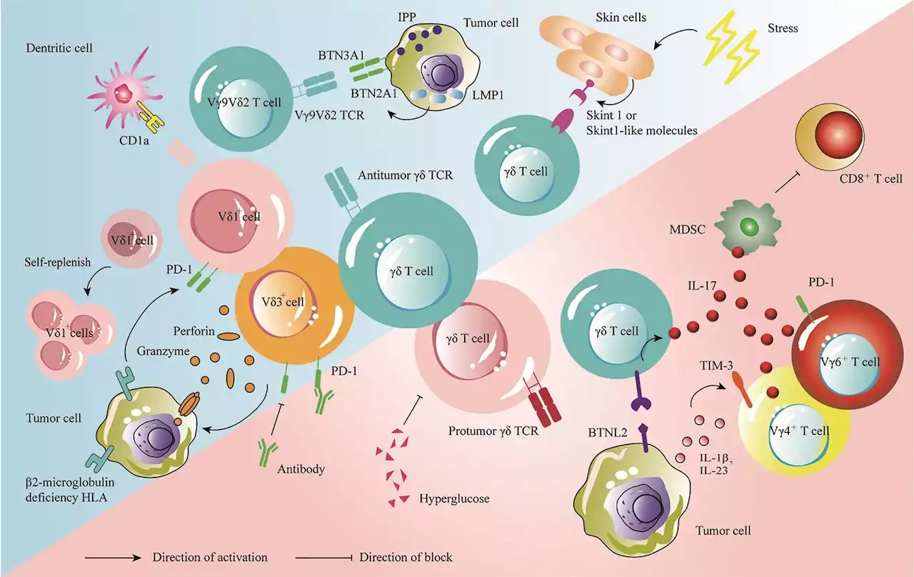 New review summarizes latest research on gamma delta T cells for tumor immunotherapy