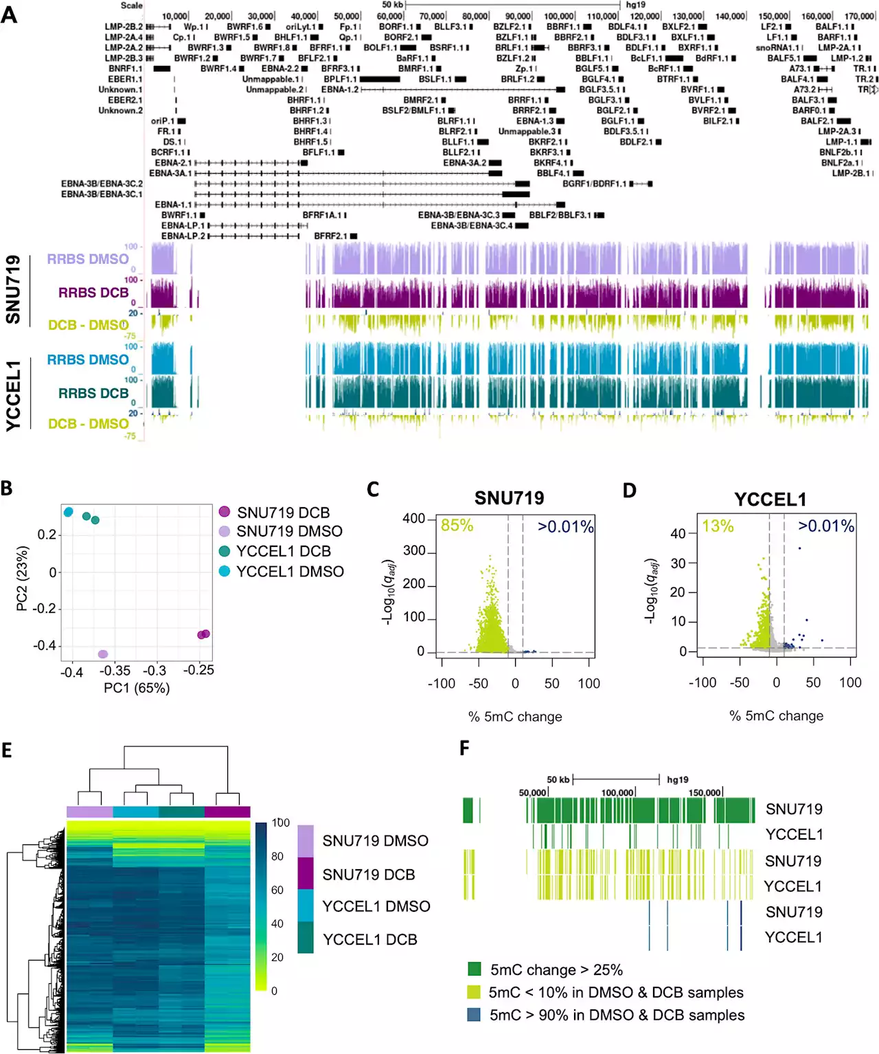 Researchers discover potential target for gastric cancers associated with Epstein-Barr virus