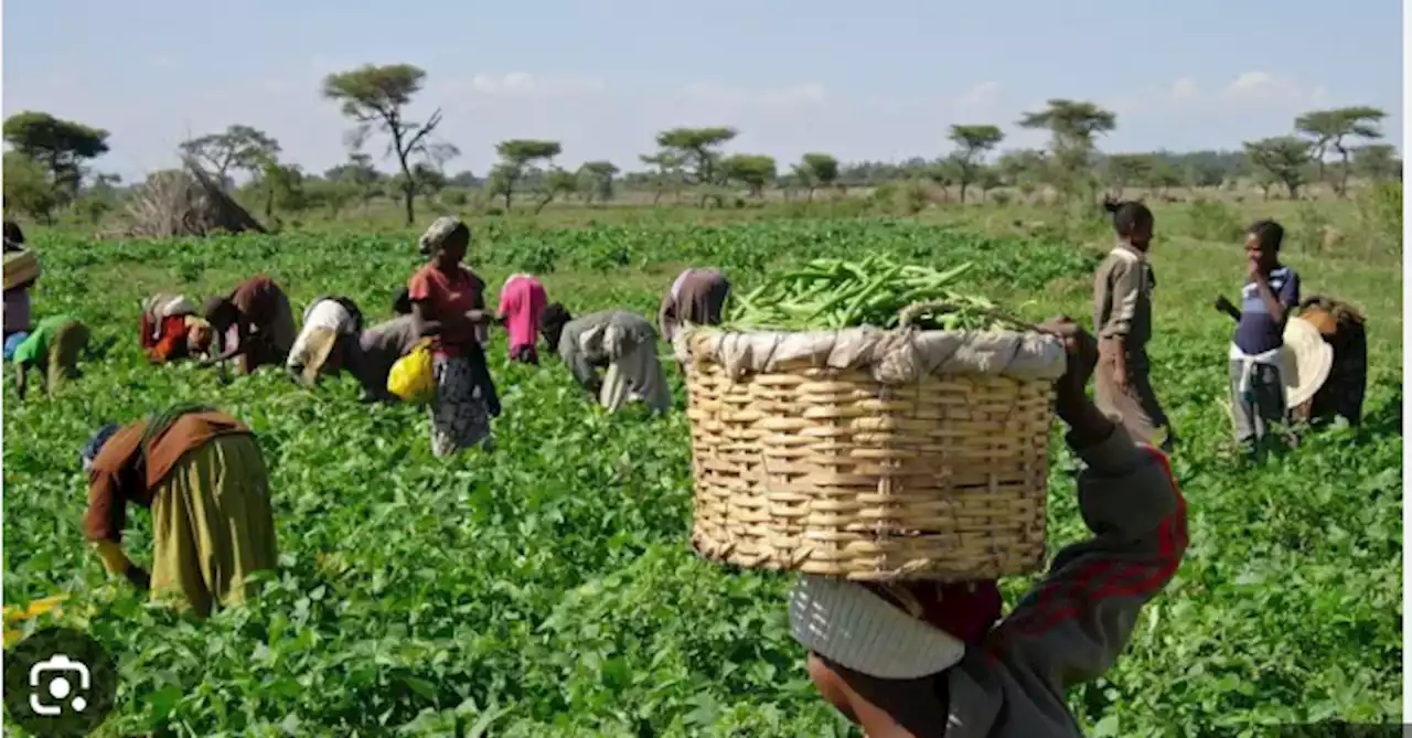 Cost of living killing us, female farmers beg FG for palliatives