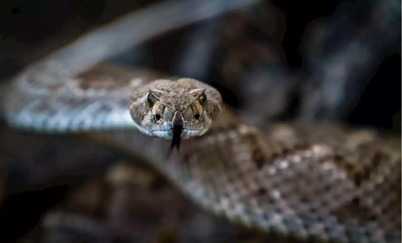 FedEx driver kills rattlesnake balled at customer's front door, video shows