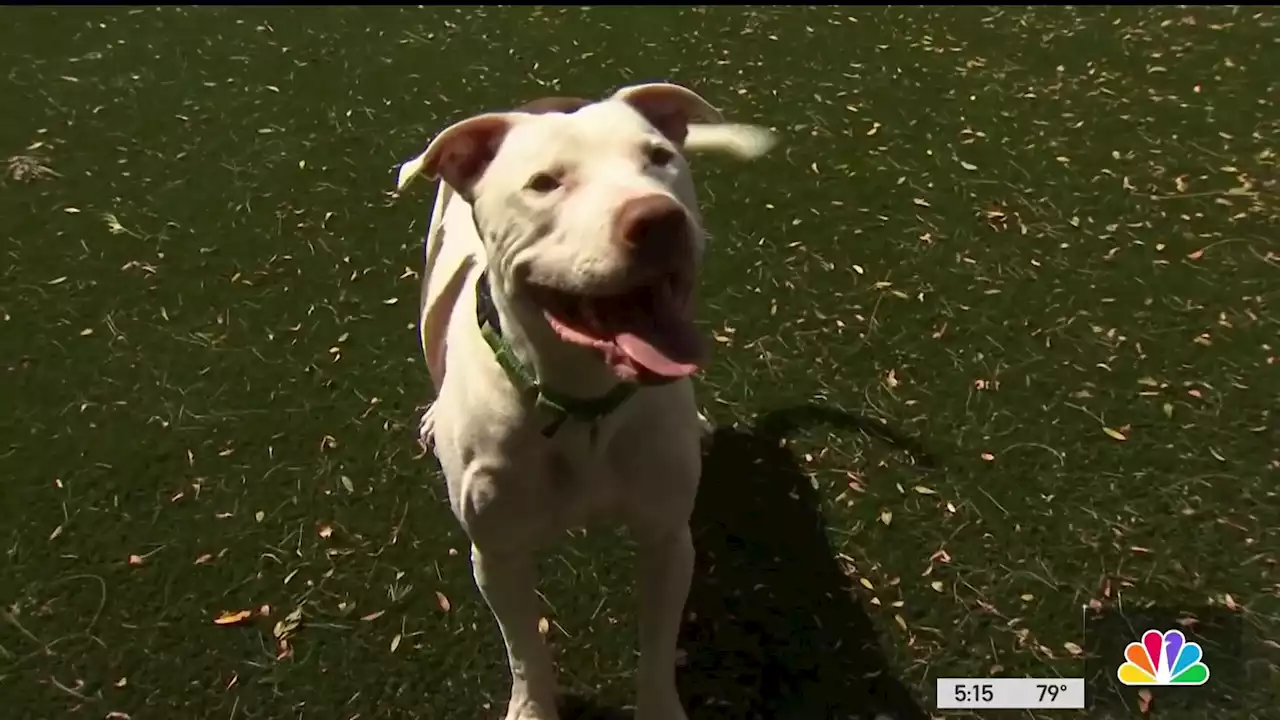 Naperville shelter reduces fees for ‘Clear the Shelters'