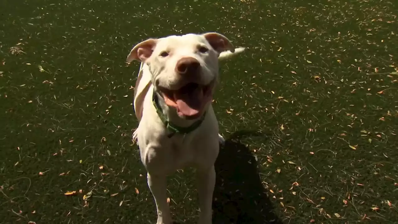 Naperville shelter reduces fees for ‘Clear the Shelters'