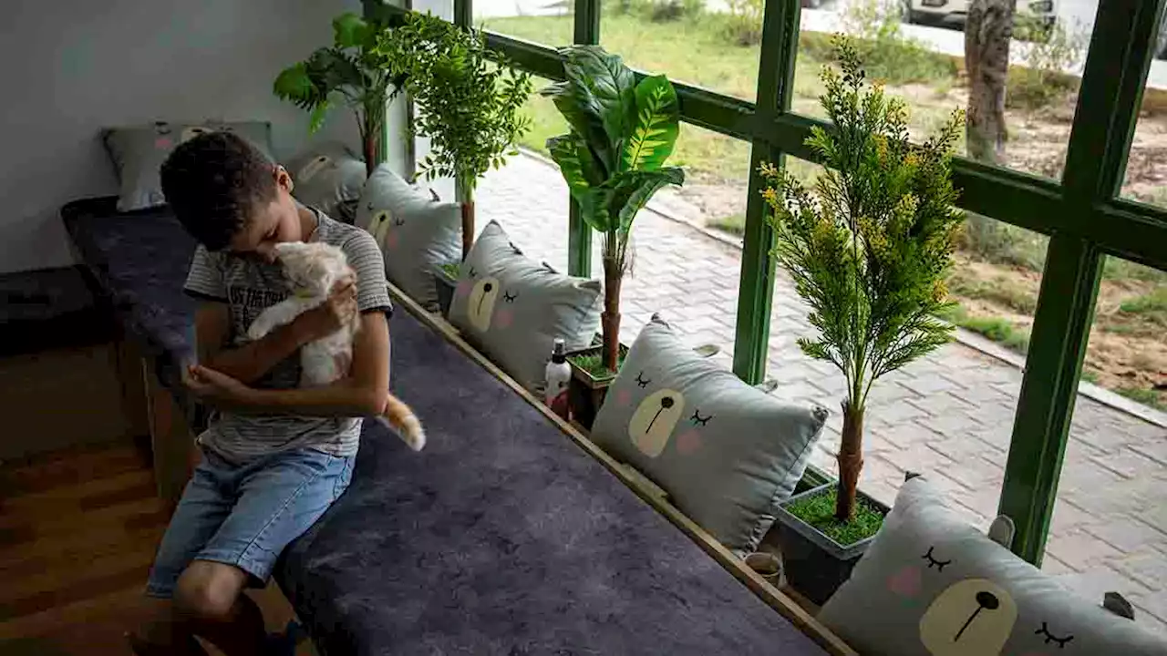 The Gaza Strip gets its first cat cafe, a cozy refuge from life under blockade