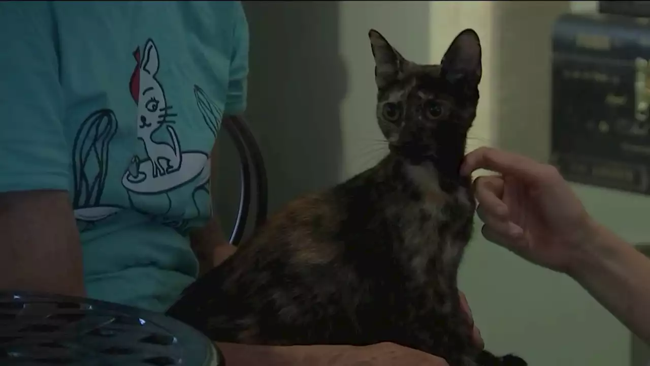 Philly cat café hopes to help cats find ‘fur-ever' homes