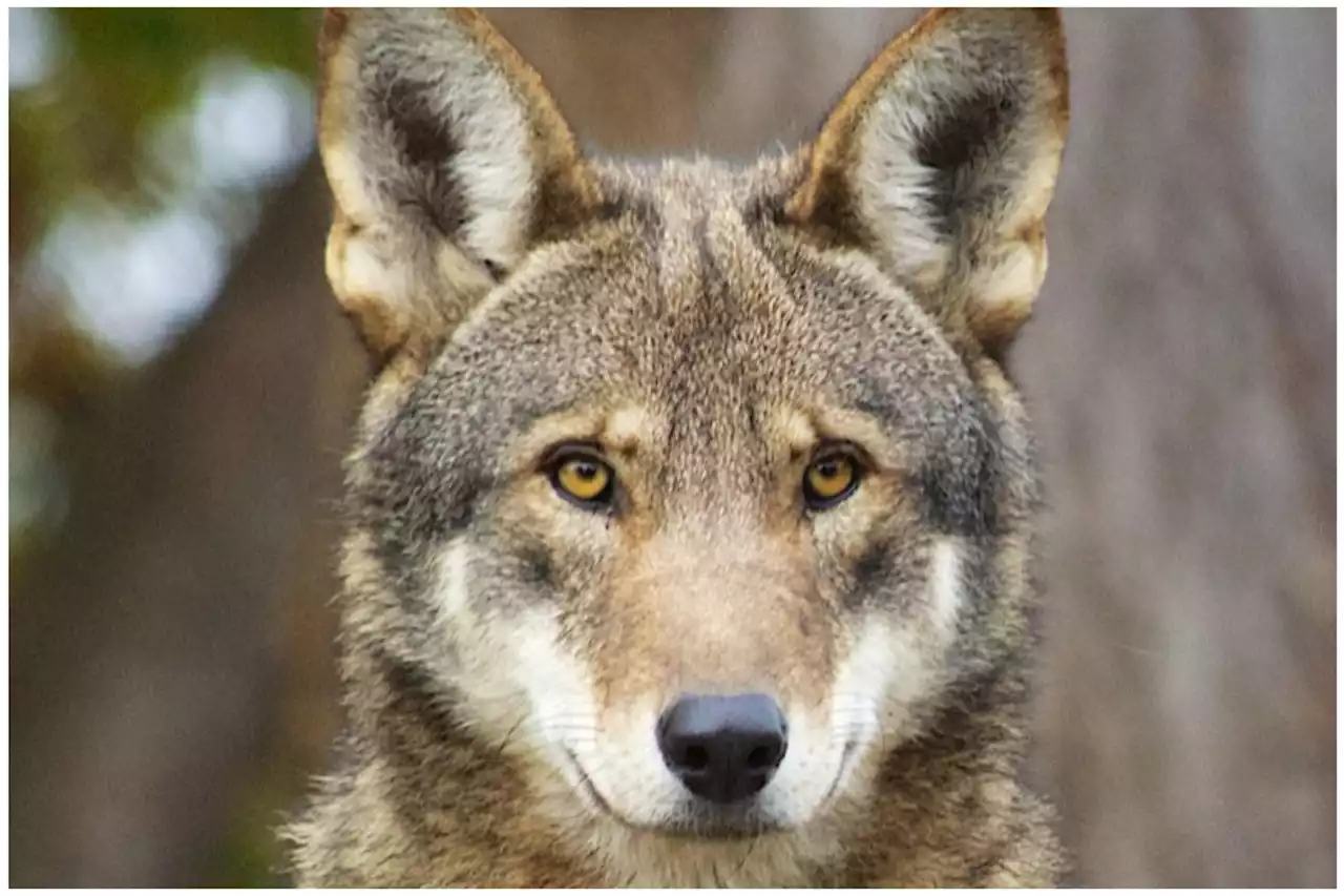 Rare Red wolf shot dead, $15K reward offered to find killer: 'Senseless'