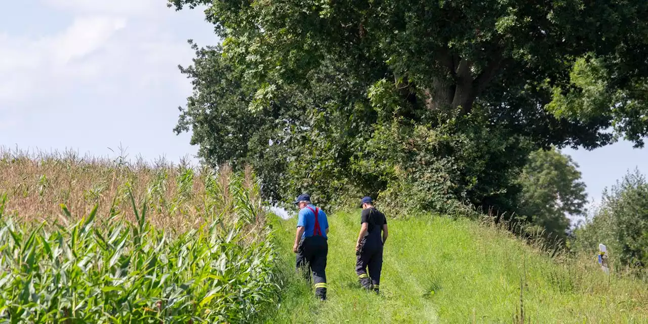 Junges Kalb entläuft und verirrt sich in Maisfeld - Großeinsatz mit Drohnen