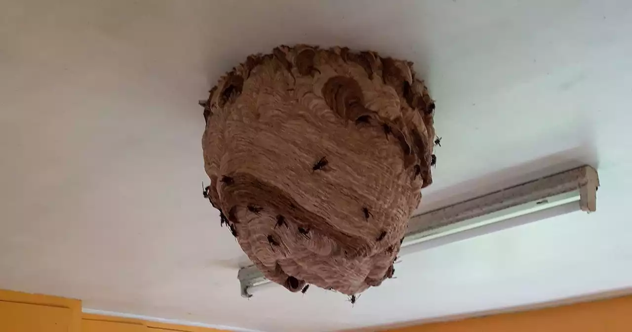 Big Asian Hornet nests found promoting fresh warnings