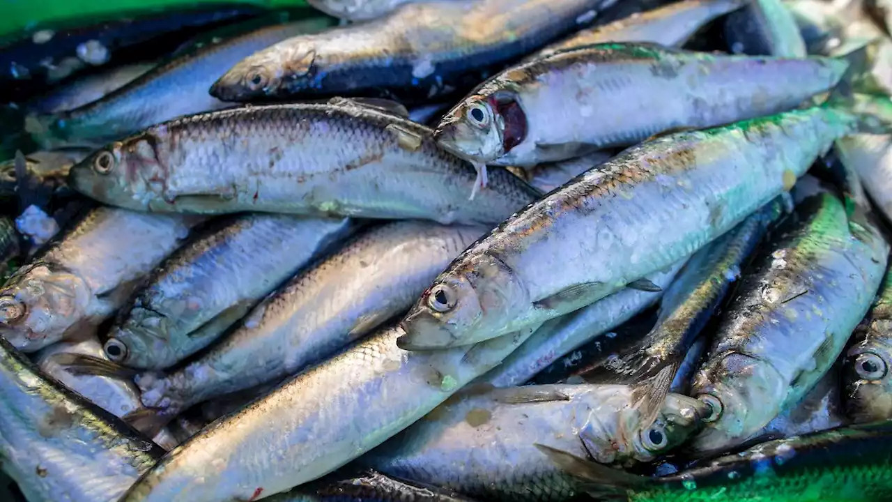 Fischen in Nord- und Ostsee 'geht es wirklich schlecht'