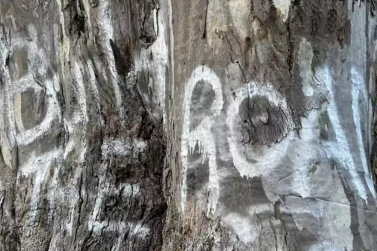 Indigenous group’s sacred birthing tree vandalized in vicious attack as road development dispute escalates