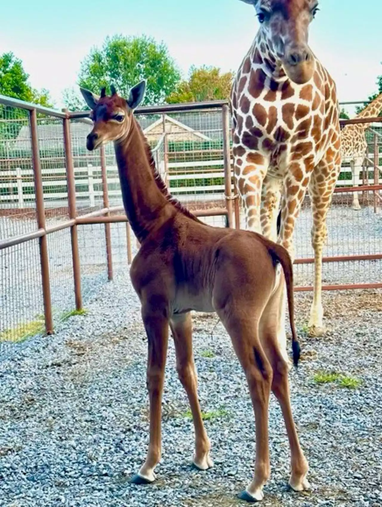 A ‘one-of-a-kind’ giraffe without spots born in July needs a name and you can help