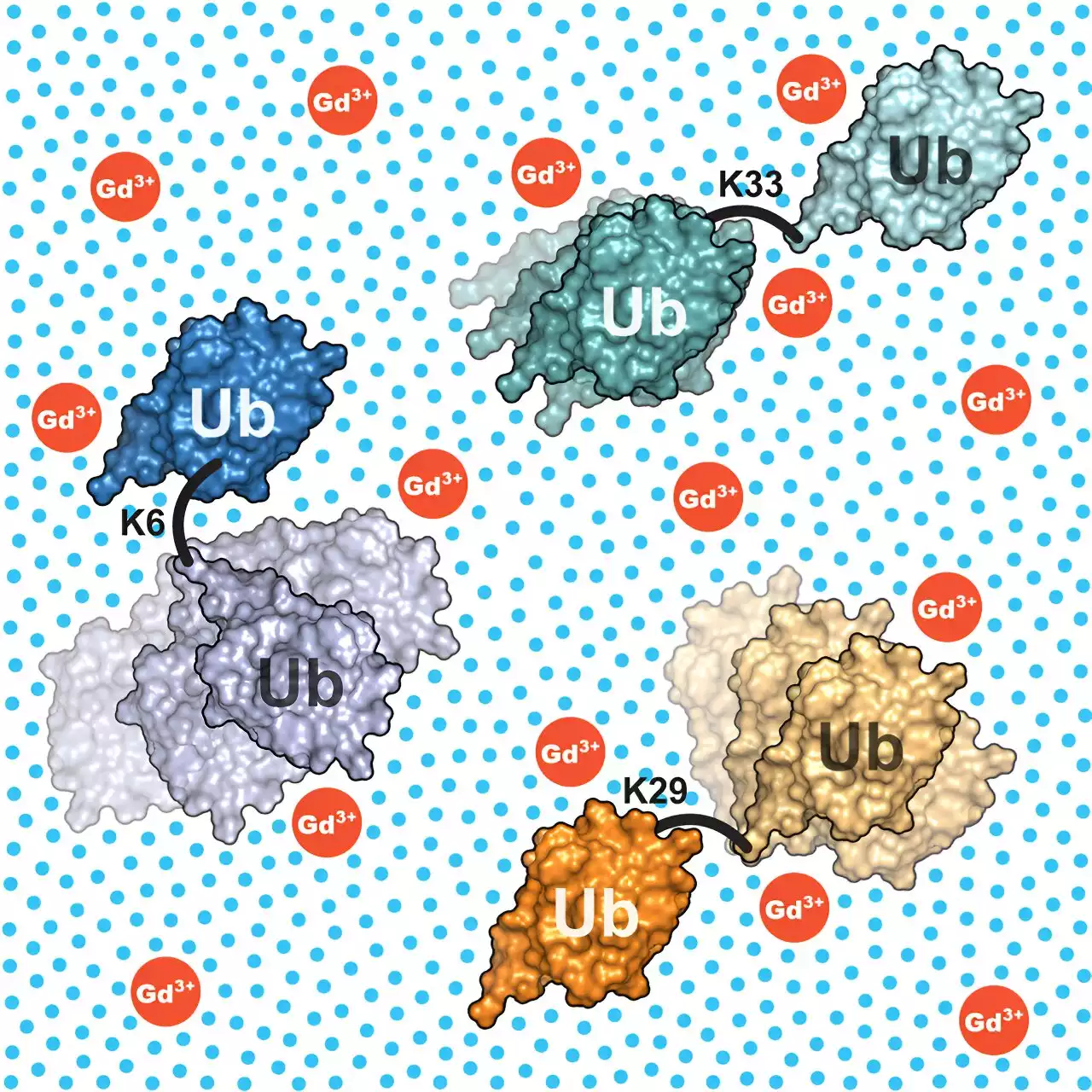 Deciphering the molecular dynamics of complex proteins