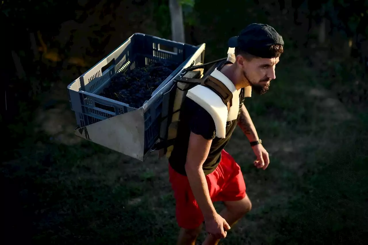 French grape-pickers wilt as 'heat dome' temperatures top 40C