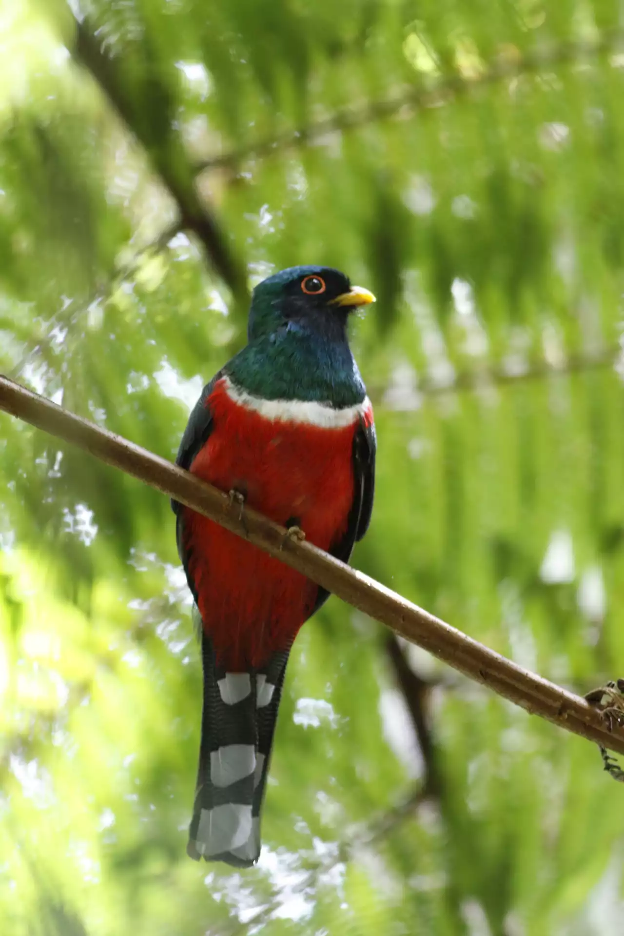 Hundreds of Andean bird species at risk due to deforestation: New research shows how to protect them