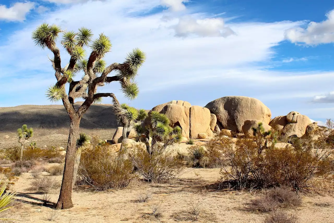 Millions of California trees are dying; Joshua trees are just the latest victims